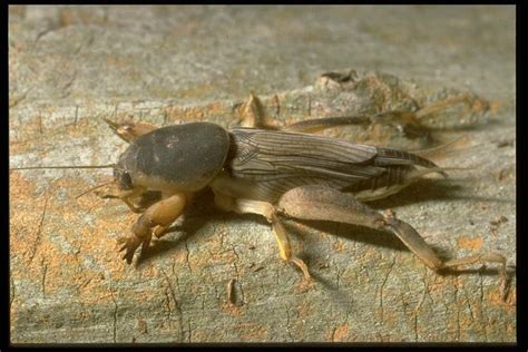 mole cricket scientific name